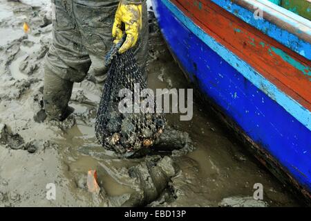 Gusci nero raccoglitori - mangrovie in PUERTO PIZARRO . Dipartimento di Tumbes .PERÙ Foto Stock