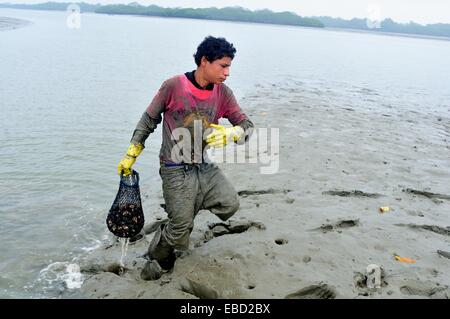 Gusci nero raccoglitori - mangrovie in PUERTO PIZARRO . Dipartimento di Tumbes .PERÙ Foto Stock