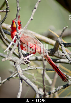 Una femmina di uccello Pyrrhuloxia si nasconde dietro i rami di un albero. Foto Stock