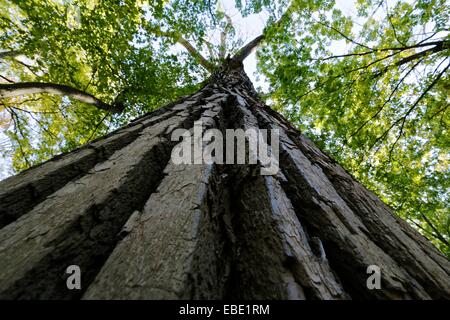 Massiccio pioppi neri americani orientale tree. La Thatcher boschi Forest Preserve, Cook County, Illinois. Foto Stock