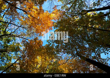 Alberi decidui in autunno. La Thatcher boschi Forest Preserve Cook County Illinois. Foto Stock