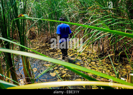 Un ranger del parco nazionale che cammina attraverso una palude di pianura durante una gita sul campo nel Parco Nazionale di Ujung Kulon a Pandeglang, Banten, Indonesia. Foto Stock