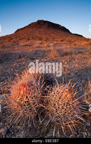 Echinocactus polycephalus (cotone top cactus) ai piedi di una collina al tramonto. Pahrump, Nevada, Stati Uniti d'America. Foto Stock