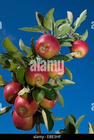 Close-up di mele rosse appese da melo, Germania Foto Stock