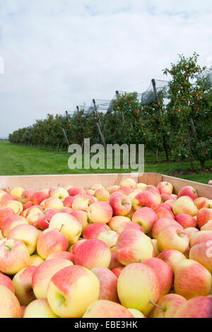Close-up di grandi scatole riempite con le mele nella parte anteriore del campo con filari di alberi di mele nel frutteto a raccolto, Germania Foto Stock