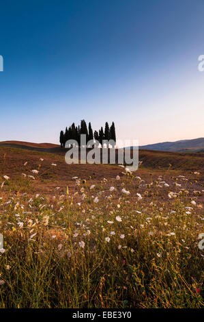 Vista panoramica del campo e cipressi sulla collina, Val d'Orcia, in provincia di Siena, Toscana, Italia Foto Stock