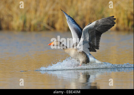 Graylag goose (Anser anser) lo sbarco sul lago, Hesse, Germania, Europa Foto Stock
