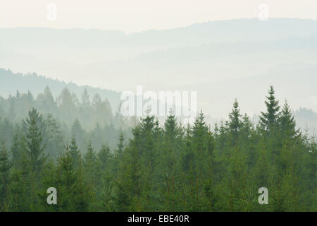 Bosco di abete rosso in early morning mist, Spessart, Hesse, Germania, Europa Foto Stock