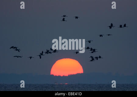 Gru comune (grus grus) Volare in formazione presso Sunrise, Zingst, Barther Bodden, Darss, Fischland-Darss-Zingst, Germania Foto Stock