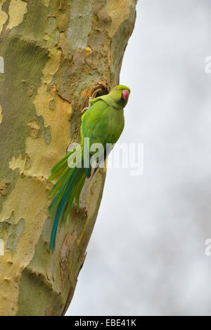 Parrocchetto alessandrino (Psittacula eupatria), Baden-Württemberg, Germania Foto Stock
