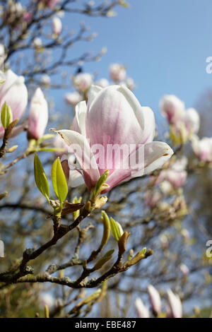 Close-up di Magnolia fiorisce in primavera, Amburgo, Germania Foto Stock