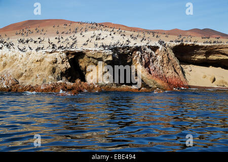 Pelican colonia in Wildlife Sanctuary su isole Ballestas, Paracas, Provincia di Pisco, Perù Foto Stock