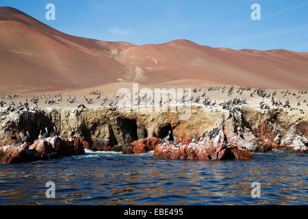 Pelican colonia in Wildlife Sanctuary su isole Ballestas, Paracas, Provincia di Pisco, Perù Foto Stock