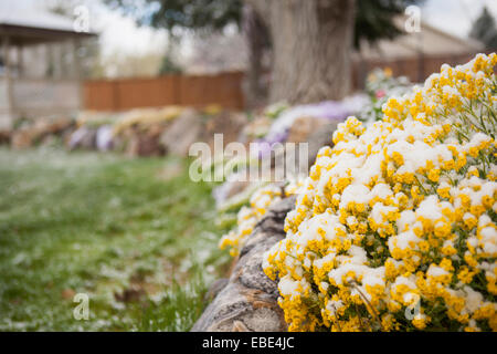 Close-up di primavera nel giardino nel cortile coperto di neve, STATI UNITI D'AMERICA Foto Stock
