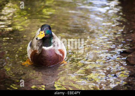 Il Germano Reale maschio (Ana platyrhynchos) Nuoto in stagno, Tracy voliera, Salt Lake City, Utah, Stati Uniti d'America Foto Stock