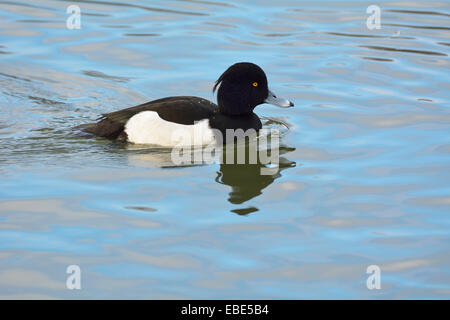 Moretta (Aythya fuligula) sul lago, Baden-Württemberg, Germania Foto Stock