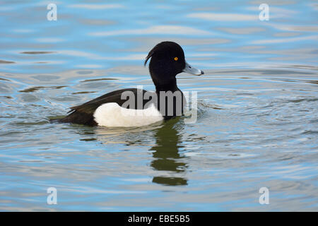 Moretta (Aythya fuligula) sul lago, Baden-Württemberg, Germania Foto Stock