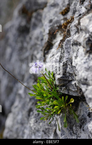 Close-up di cuore-lasciava Globe Daisy (Globularia cordifolia) Blossoms nelle Alpi in primavera, Stiria, Austria Foto Stock