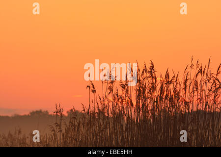 Silhouette di canne appena prima dell'alba, Riserva Naturale Moenchbruch, Moerfelden-Walldorf, Hesse, Germania, Europa Foto Stock