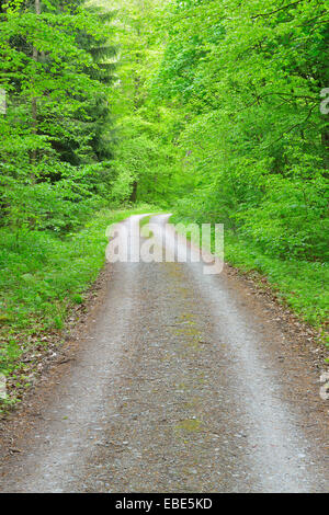 Strada attraverso il bosco di faggio, Parco Nazionale Hainich, Turingia, Germania, Europa Foto Stock
