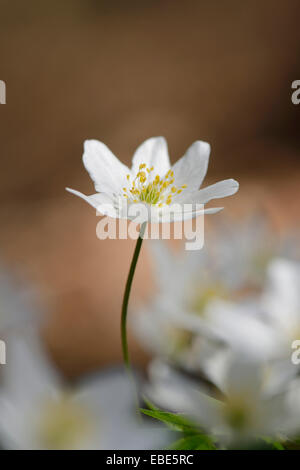 Close-up di legno (anemone Anemone nemorosa ,) che fiorisce in una foresta in primavera, Baviera, Germania Foto Stock