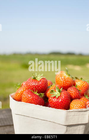 Close-up di fragole appena raccolte nel contenitore a cassetto aperto, Germania Foto Stock