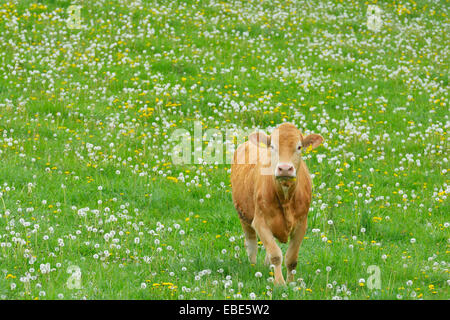 Mucca camminando nel prato, Miltenberg, Baviera, Germania, Europa Foto Stock