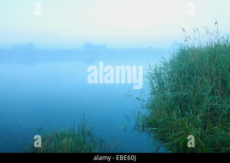 Lago e Reed sulla foschia mattutina, Fischland-Darss-Zingst, Meclenburgo-Pomerania Occidentale, Germania Foto Stock