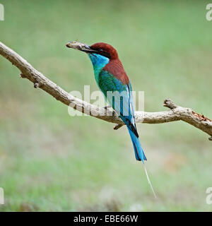 Bella e verde e blue bird, Blu-throated Gruccione (Merops viridis), appollaiate su un ramo, Profilo laterale Foto Stock