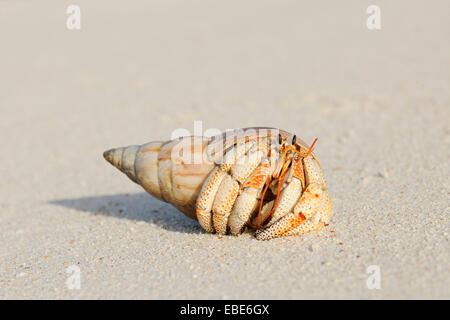 Close-up di granchio eremita (Anomura) sulla sabbia della spiaggia, La Digue, Seicelle Foto Stock