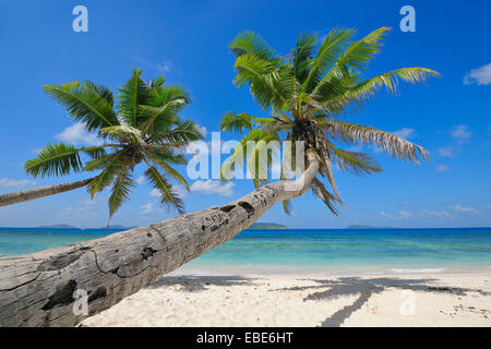 Palme sulla spiaggia con Oceano Indiano, La Digue, Seicelle Foto Stock