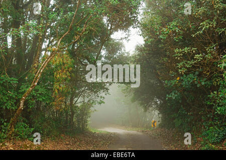 Foresta di muschio, Gunung Brinchang, Cameron Highlands, Pahang, Malaysia Foto Stock