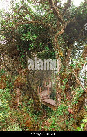 Foresta di muschio, Gunung Brinchang, Cameron Highlands, Pahang, Malaysia Foto Stock