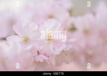 Close-up di ciliegia giapponese (Prunus serrulata) fiorisce in primavera, Franconia, Baviera, Germania Foto Stock