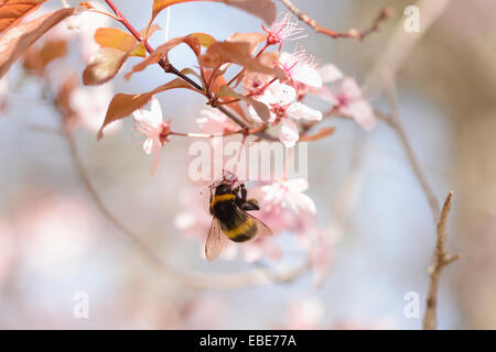 Close-up di Tree Bumblebee (Bombus hypnorum) su Cherry Plum (Prunus cerasifera) fiore in primavera, Franconia, Baviera, Germania Foto Stock