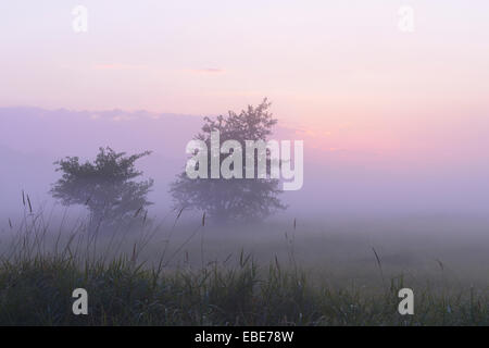 Alberi in campo su misty mornig prima dell'alba, Riserva Naturale Moenchbruch, Moerfelden-Walldorf, Hesse, Germania, Europa Foto Stock