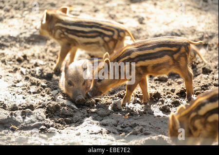 Close-up di cinghiale o maiale selvatico (Sus scrofa) suinetti in una foresta a inizio estate Wildlife Park vecchio fagiano, Hesse, Germania Foto Stock