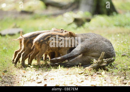 Il Cinghiale o Maiale selvatico (Sus scrofa) suinetti con la loro madre, inizio estate, Wildpark Alte Fasanerie Hanau, Hesse, Germania Foto Stock