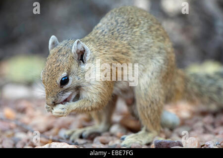 Robins Camp, Parco Nazionale di Hwange Foto Stock