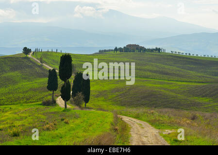 Campagna toscana con cipressi, Pienza, Val d'Orcia, in provincia di Siena, Toscana, Italia Foto Stock