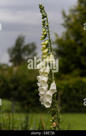 Un vicino la fotografia di una crema bianca foxglove in fiore e impostare contro un fuori fuoco ambiente giardino Foto Stock