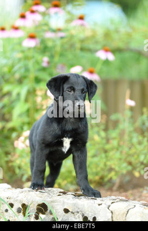 Nero misto Labrador Retriever in un giardino in estate, Alto Palatinato, Baviera, Germania Foto Stock