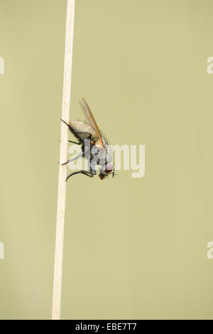 Close-up di un duro colpo al volo (Calliphoridae) seduto sul infestante in estate, Alto Palatinato, Baviera, Germania Foto Stock