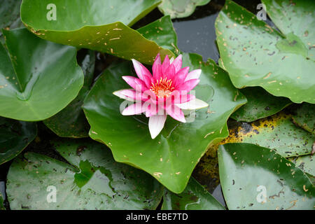 Close-up di un acqua-LILY (Nymphaea) sbocciare in un piccolo stagno in estate, Baviera, Germania Foto Stock