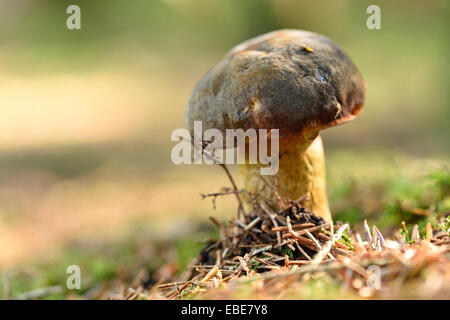 Close-up di un gambo punteggiata bolete (Boletus luridiformis o Boletus erythropus), autunno Alto Palatinato, Baviera, Germania Foto Stock