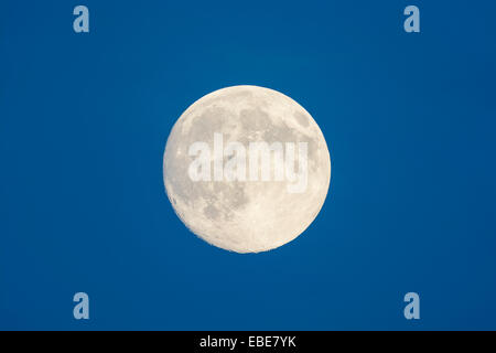 La luna piena in cielo al crepuscolo, Odenwald, Hesse, Germania Foto Stock