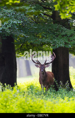Ritratto di cervo (Cervus elaphus) in estate, Germania, Europa Foto Stock