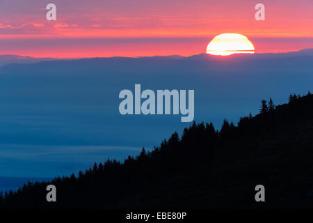 Silhouette di abeti di sunrise, Hohneck, Vosges, l'Alsazia, Francia Foto Stock