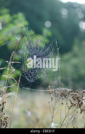 Close-up della ragnatela di Rugiada di mattina in Prato a inizio estate, Baviera, Germania Foto Stock