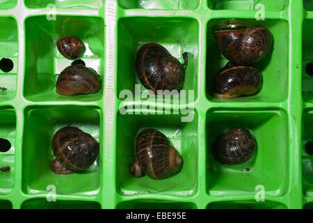 Una famiglia di lumache mollusco su svernamento in seminiere. Foto Stock